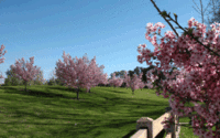 Sepulveda Cherry Tree Meadow