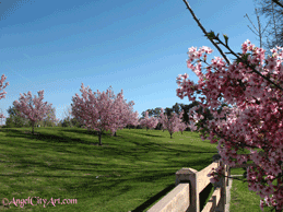 Sepulveda Cherry Tree Meadow