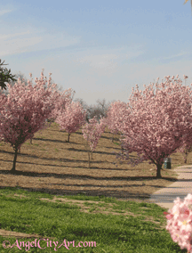 Sepulveda Pink Cherry Trees