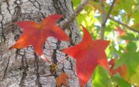 fall leaves in Los Angeles