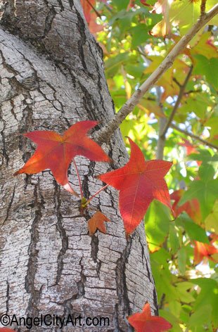 fall leaves in Los Angeles