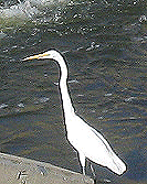 egret