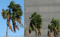 windy palm trees