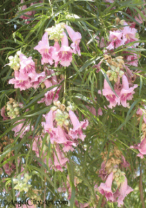 pink chilopsis at the Sepulveda Dam Basin