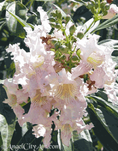 white chilopsis flowers